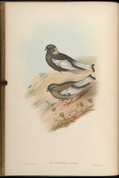 Montifringilla arctoa = Passer arctous = Leucosticte arctoa by John Gould